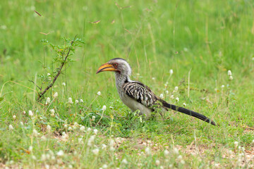 Calao leucomèle,.Tockus leucomelas, Southern Yellow billed Hornbill, Parc national Kruger, Afrique du Sud