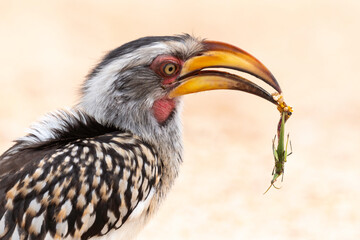 Calao leucomèle,.Tockus leucomelas, Southern Yellow billed Hornbill, Mante, mantis, Parc national Kruger, Afrique du Sud