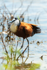 Jacana à poitrine dorée,.Actophilornis africanus, African Jacana, Parc national Kruger, Afrique du Sud