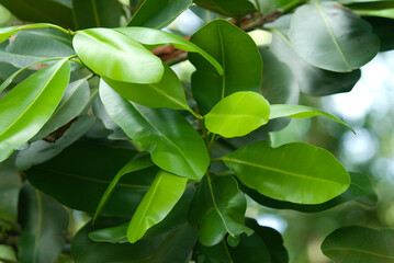 takamaka, calophyllum inophyllum, guttiferae, Seychelles