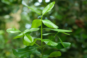 takamaka, calophyllum inophyllum, guttiferae, Seychelles