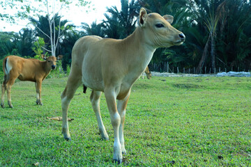 closeup of beautiful little calf in green grass.