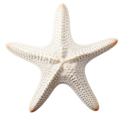 White starfish or sea star isolated on transparent or white background