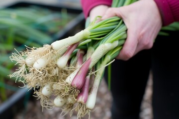 person holding a bunch of spring onions with roots visible