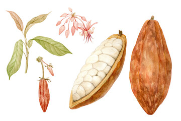 Watercolor illustration of cocoa beans with flowers and leaves. Botanical illustration for your creativity