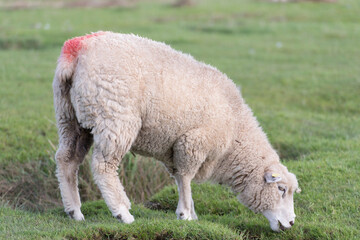 Obraz premium Schafe grasen auf einem Deich an der Elbe