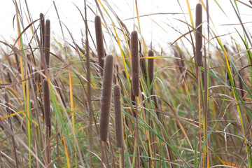 Fototapeta premium Schilf Pflanzen an der Elbe