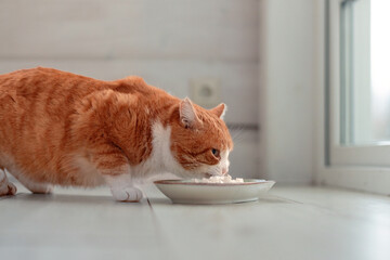 big red cat eats food from a bowl on the floor