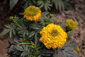 Yellow Marigold flowers blooming in the garden. Yellow flower with green leaves. They are strong, fast-growing plants. Marigolds are believed to symbolize prosperity. 