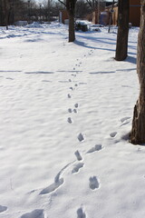 footprints on white snow in the forest in winter