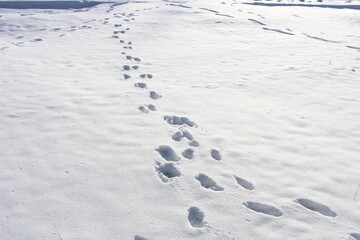 footprints on white snow in the forest in winter