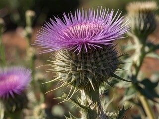 Blessed Thistle (Cnicus benedictus) growing in the garden