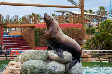 Fototapeta premium lion de mer, Marlneland, Antibes, France, 2023 
