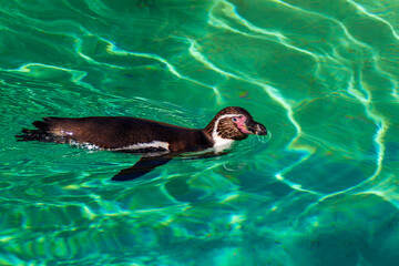 petit pingouin manchot, Marlneland, Antibes, France, 2023 