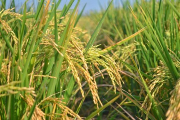 rice field