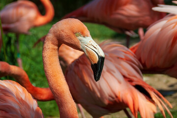 flamant rose, Marlneland, Antibes, France, 2023 