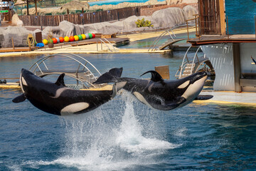 orque, spectacle en captivité, acrobaties, Marineland, Antibes, France, 2023