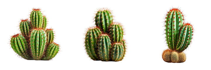 Set of A Cactus plant isolated, on a Transparent Background