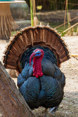 gros dindon domestique