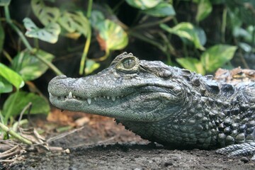 Breitschnauzenkaiman