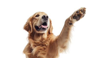 Golden Retriever Dog Raising Paw in the Air