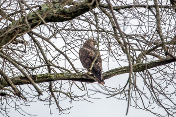 the common buzzard a medium to large bird of prey perched in a tree