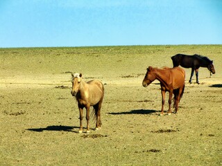 Southern Mongolia
