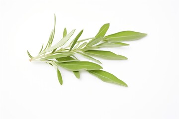 Fototapeta premium stevia leaves on a white background