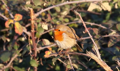 European Robin on branch, Erithacus rubecula, birds of Montenegro