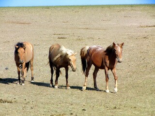 Southern Mongolia