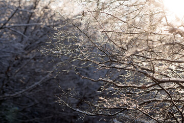 snow-covered tree branches in a winter forest