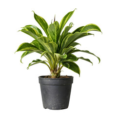 House plant in black pot isolated on white background