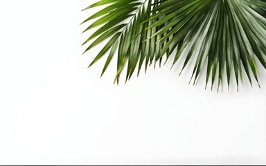 palm leaves shrubs corner and sides on white background