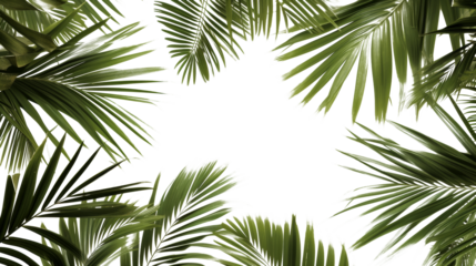 Group of Palm Trees Suspended in the Air