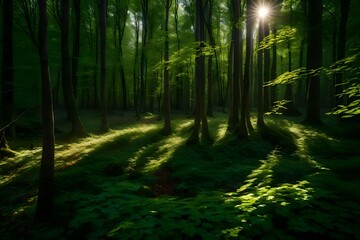 A deep woodland with sunlight seeping through the leaves and forming a beautiful pattern of shadows on the forest floor. 