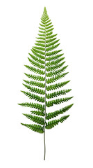 Green Fern Leaf on Isolated on Transparent Background