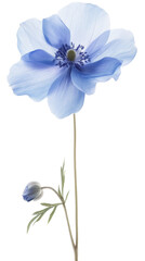 Blue Flower With Isolated on Transparent Background