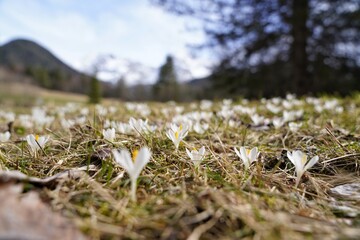 Frühling und Frühlingsblumen in den Bergen