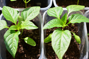 sweet pepper seedlings isolated close up