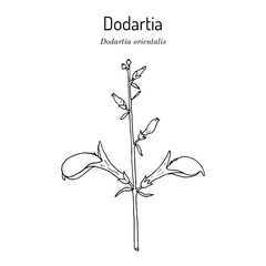 Dodartia (Dodartia orientalis), medicinal plant