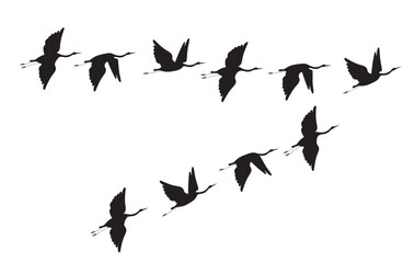 Flock of crane birds. Vector silhouette image.