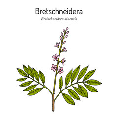Bretschneidera sinensis, medicinal plant