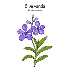 Blue vanda or autumn ladys tresses (Vanda coerulea), medicinal plant