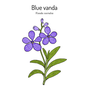 Blue vanda or autumn ladys tresses (Vanda coerulea), medicinal plant