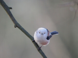 Long-tailed Tit sitting on a tree branch in the forest © fotomaster