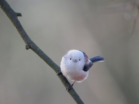 Long-tailed Tit sitting on a tree branch in the forest