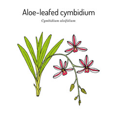 Aloe-leafed cymbidium (Cymbidium aloifolium), medicinal plant - obrazy, fototapety, plakaty