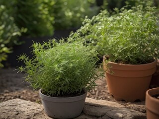 Fototapeta premium Cleavers (Galium aparine) in the garden
