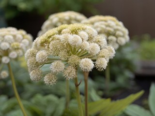 Dong Quai (Angelica sinensis) in the garden