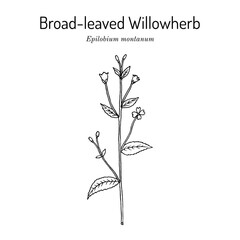Broad-leaved Willowherb (Epilobium montanum), medicinal plant